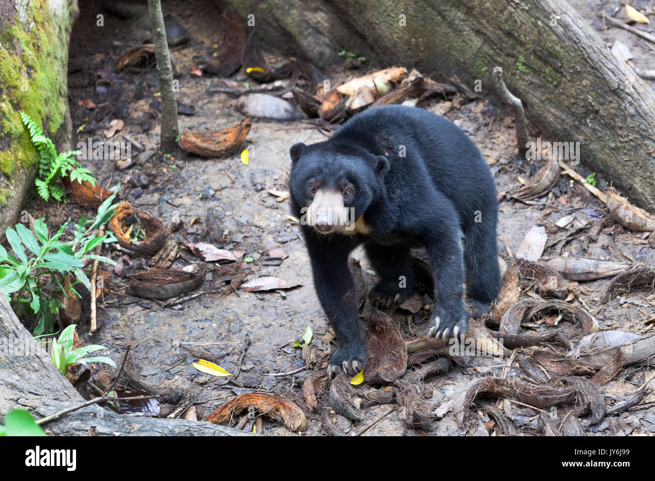Malaysische sun bear, Borneo Stockfoto