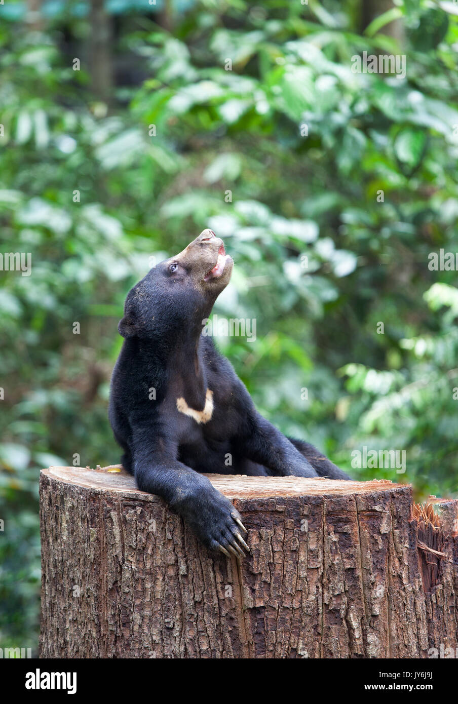 Sun Bear auf einem Baum, Borneo, Sabah, Malaysia Stockfoto