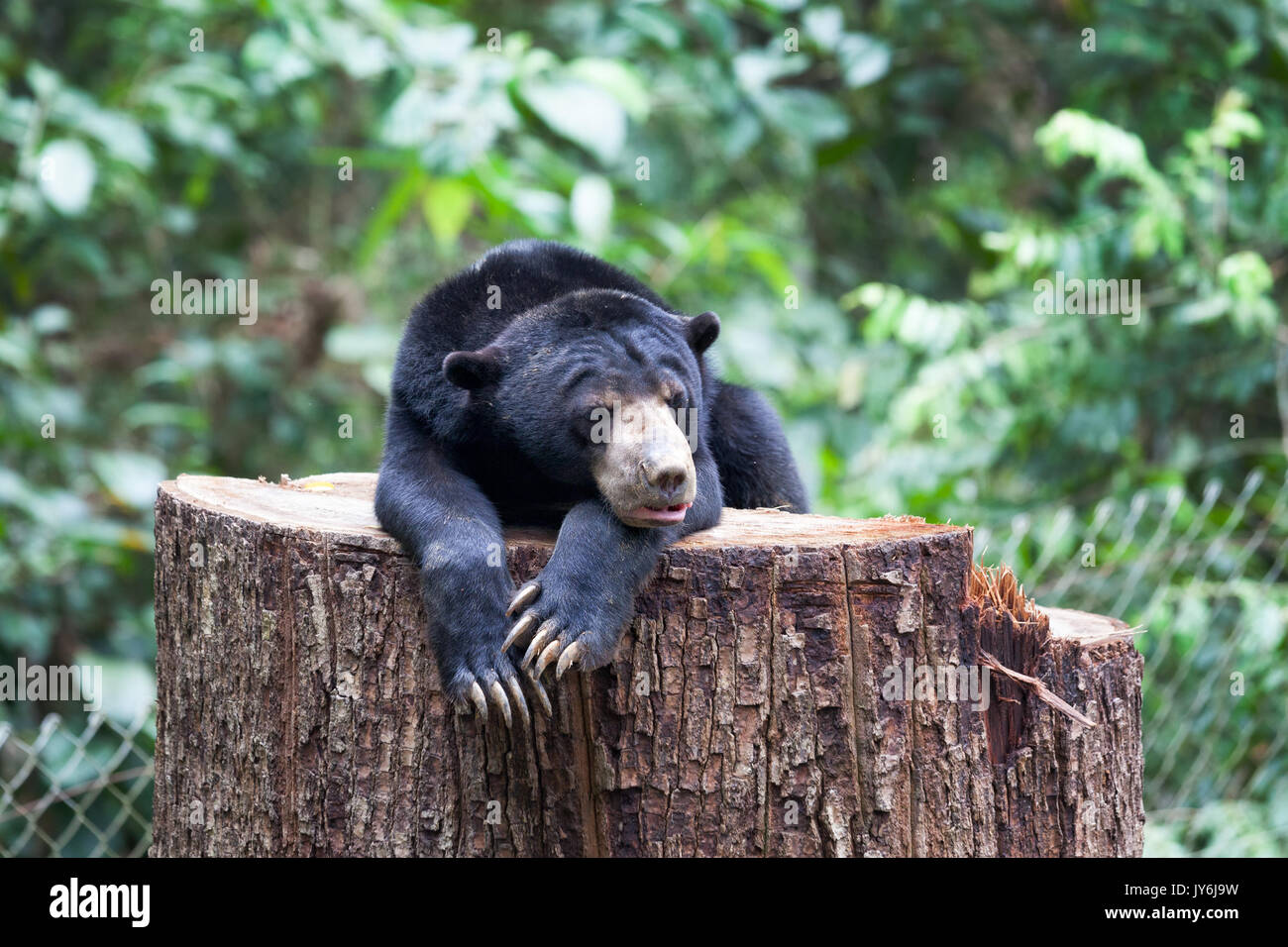 Die sun bear (Helarctos malayanus) ist ein Bär in tropischen Wald Lebensräume von Südostasien gefunden. Stockfoto