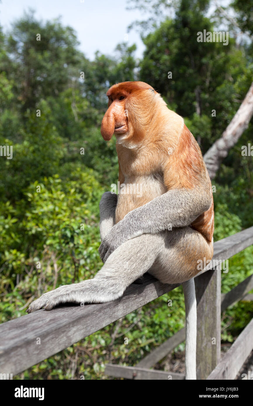 Proboscis Monkey dominante Männchen (Nasalis larvatus) sitzen auf Zaun Geländer, Borneo Stockfoto