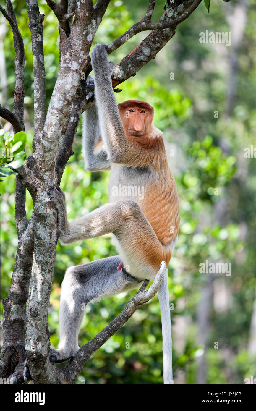 Proboscis Monkey Kletterbaum, Borneo Stockfoto