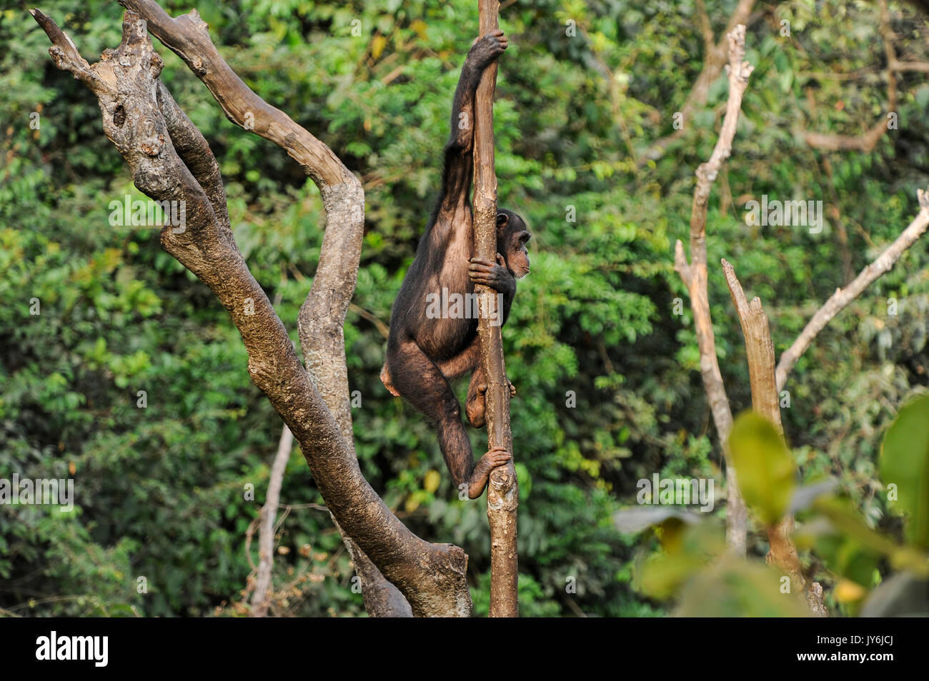 SIERRA LEONE, Freetown, westliche Gebiet der Halbinsel, WAPFor Projekt, Tacugama geschützte Reserve für die Schimpansen Stockfoto