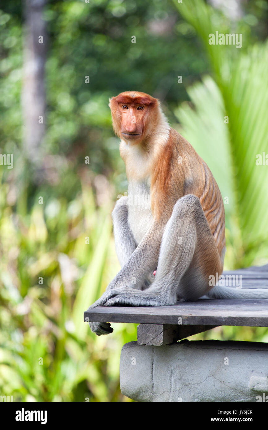 Junge proboscis Affen sitzen auf einer hölzernen Plattform an Labuk Bay Heiligtum, Sabah, Malaysia Stockfoto