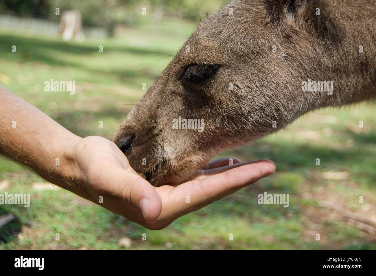 Ein Besucher füttert eines der Kängurus, die sich frei im Featherdale Wildlife Park in Sydney, Australien, bewegen Stockfoto