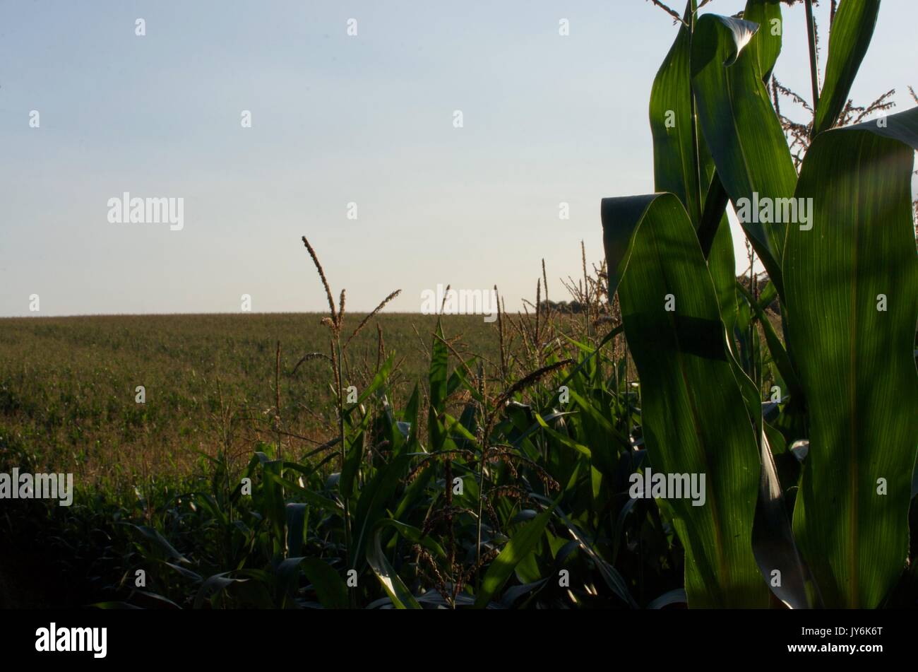 Maisfelder Abendsonne Stockfoto