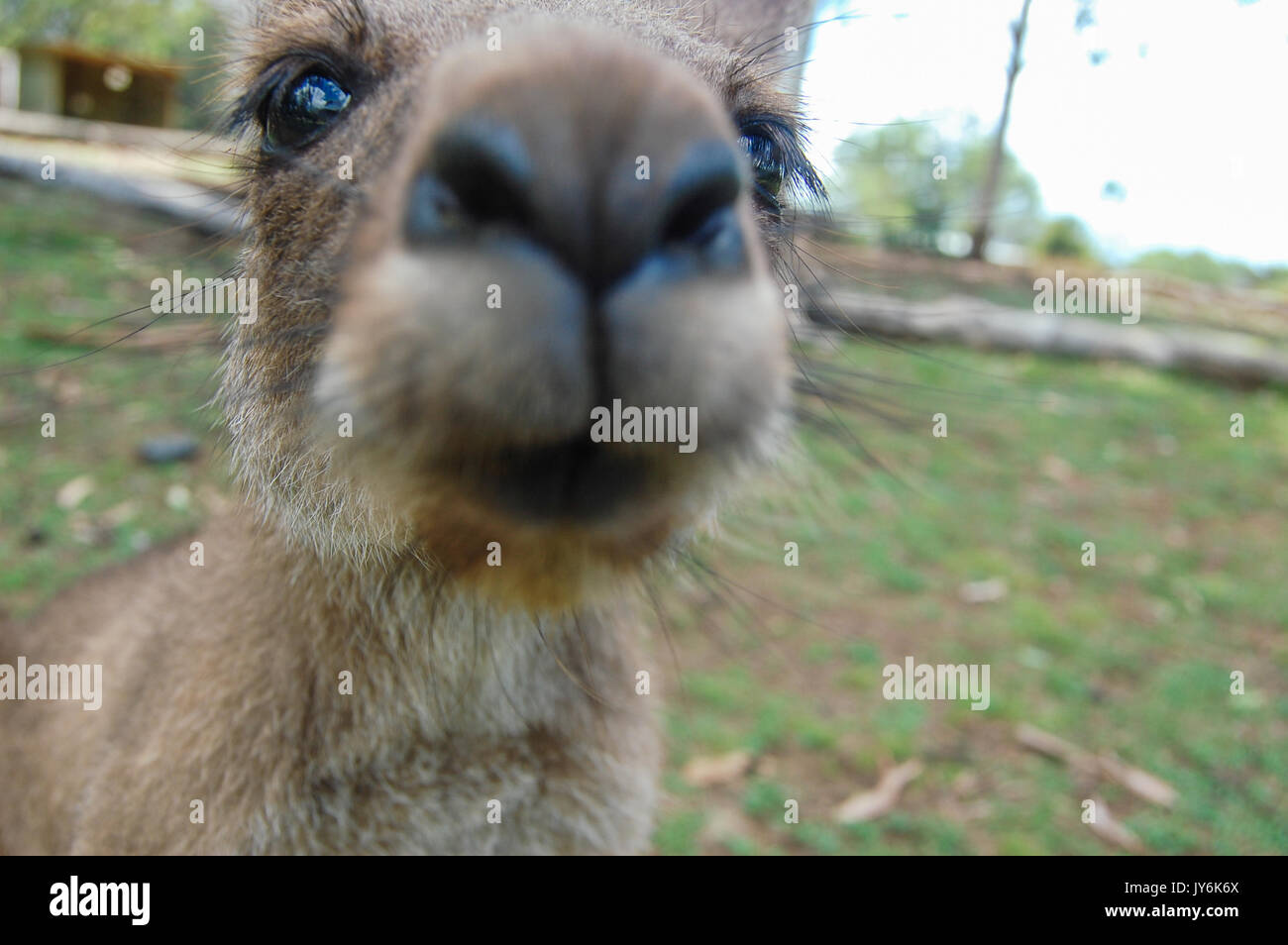 Im Featherdale Wildlife Park in Sydney kommt ein kurioses, graues Känguru aus der Nähe Stockfoto
