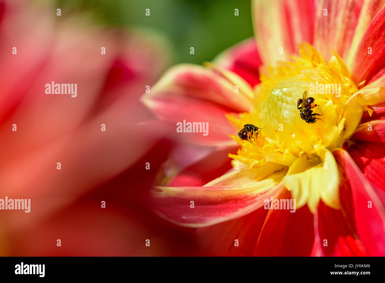 Schließen Sie zwei Bienen auf der Suche nach Nektar auf gelben Blütenblättern der Mittlere rote Blume von Dahlia Hybriden Stockfoto