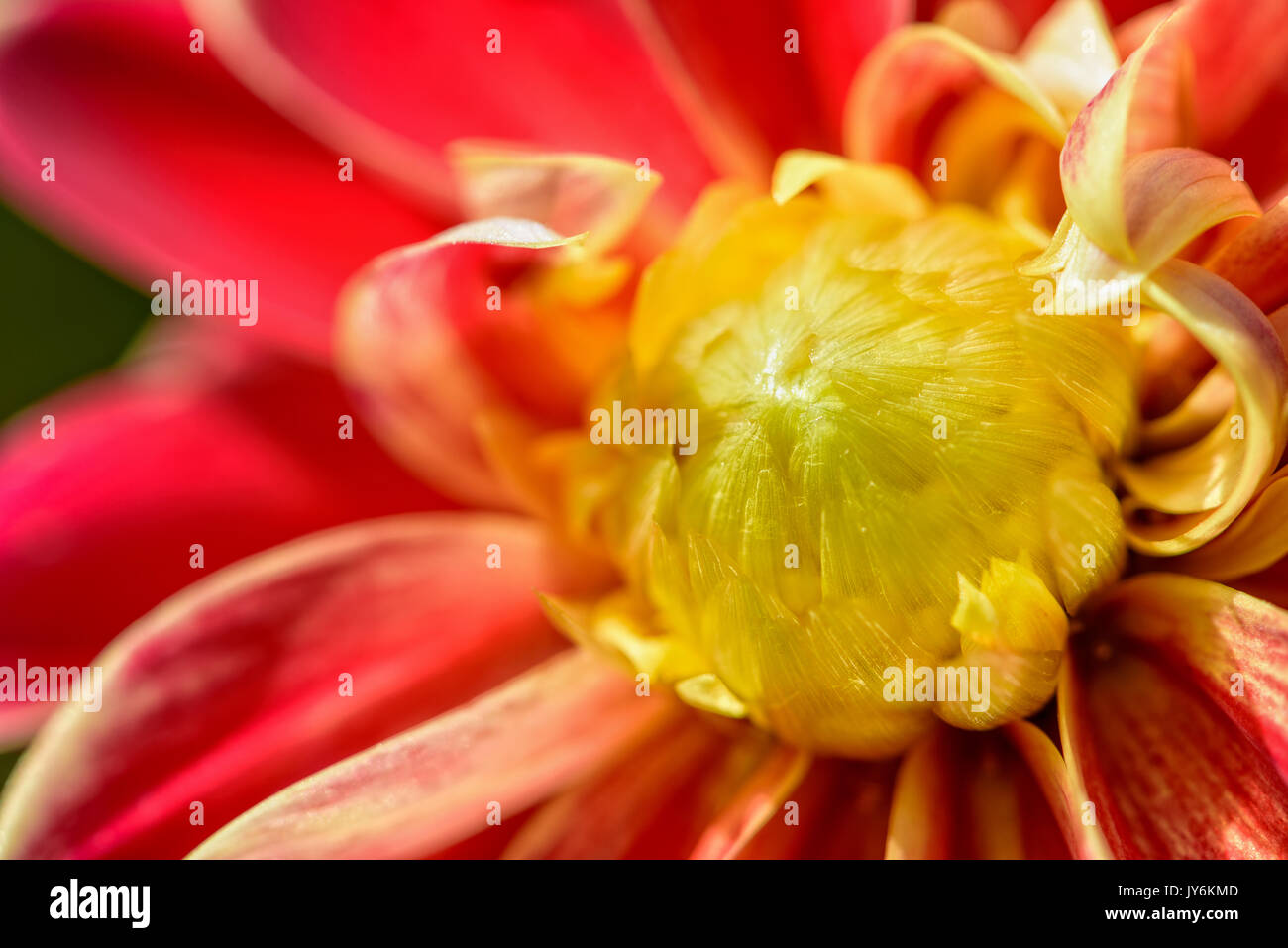 In der Nähe von schönen Gruppe von leuchtend gelben Blüten der Mittlere rote Blume von Dahlia Hybriden Stockfoto