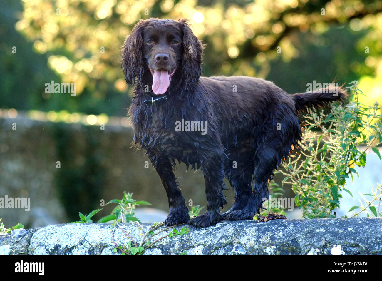Braun Cocker Spaniel, stehend auf einem feuerstein Wand. Stockfoto