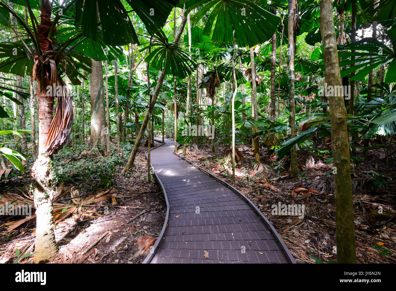 Dubuji Boardwalk, Cape Tribulation, Daintree National Park, Far North Queensland, FNQ, QLD, Australien Stockfoto