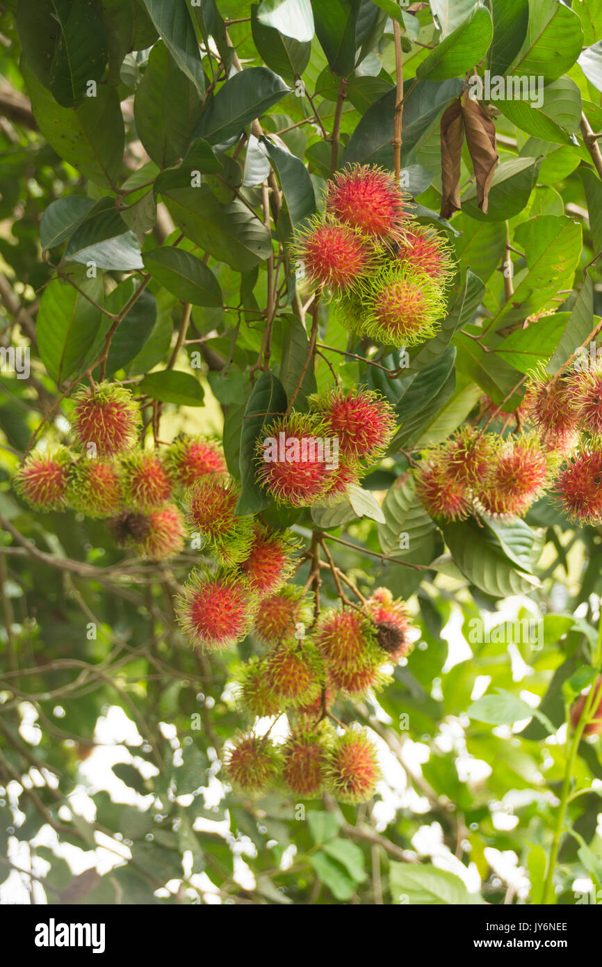 Reif Rambutan Früchte hängen am Baum (Nephelium lappaceum) Stockfoto