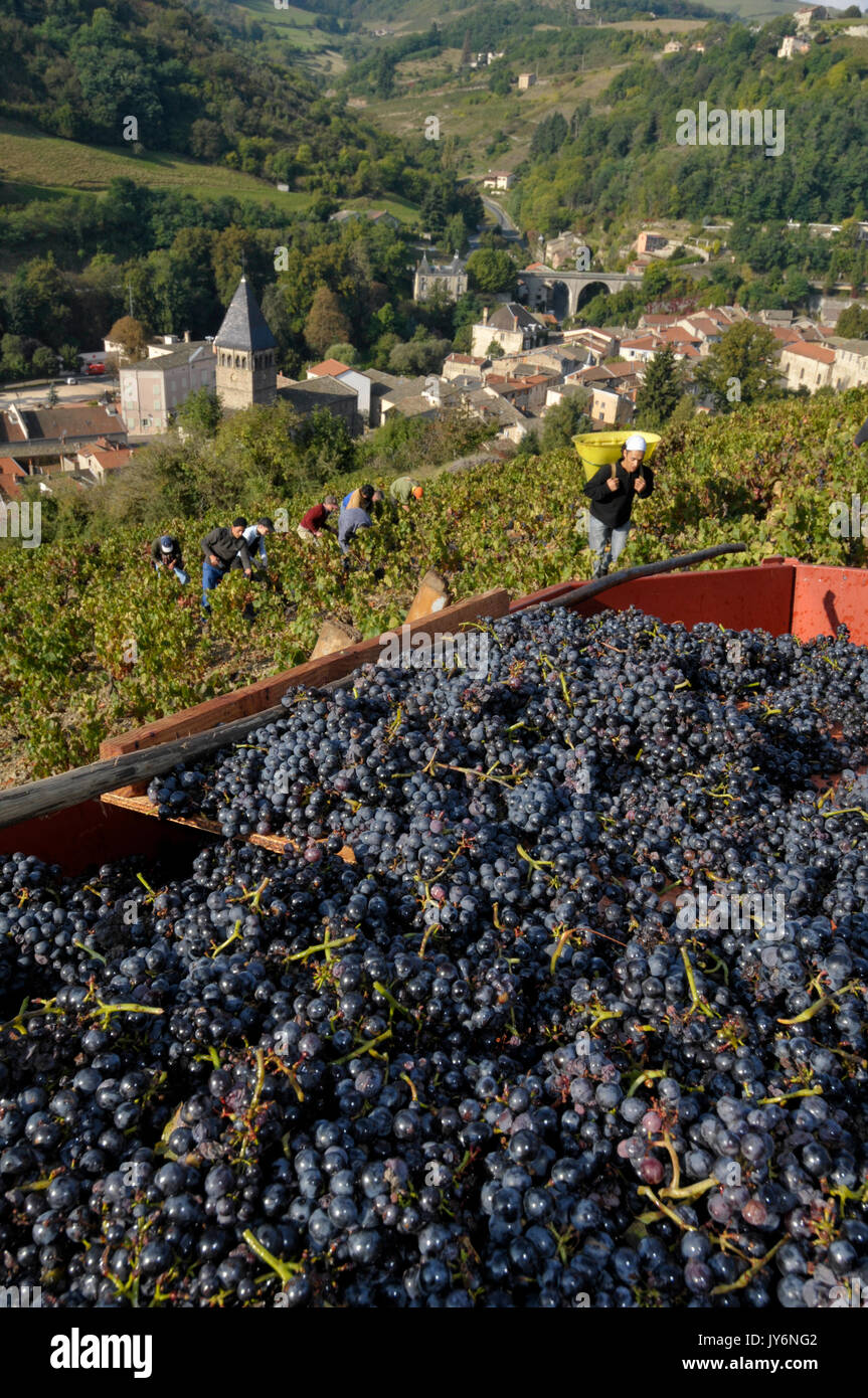 Ernte in einem Weinstock beherrscht die Stadt von Beaujeu (Rhone). Stockfoto