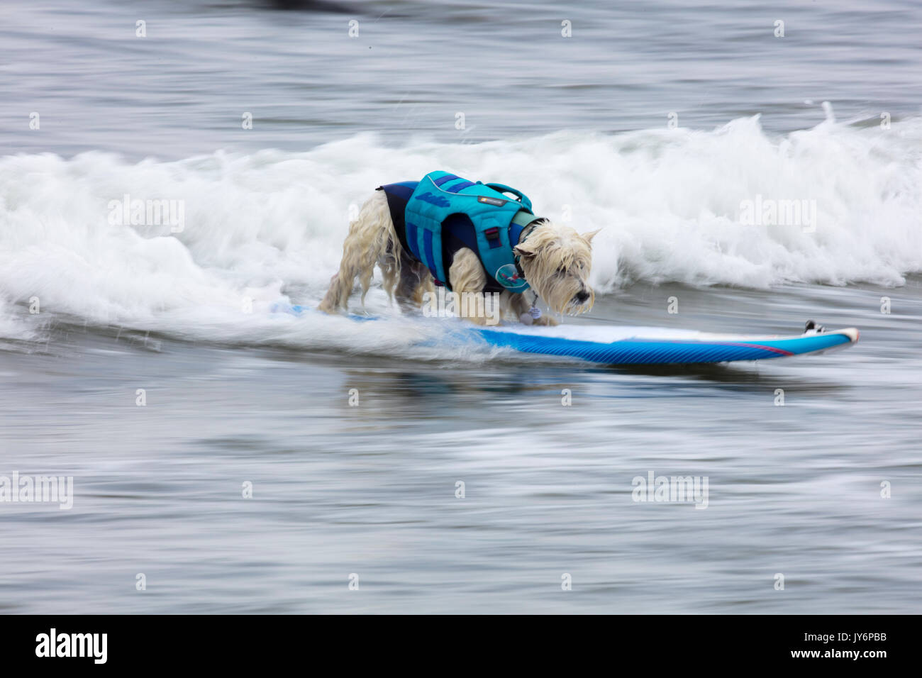 Hunde konkurrieren in der Welt Hund Surfen Meisterschaften in Pacifica, Kalifornien im Jahr 2017 Stockfoto