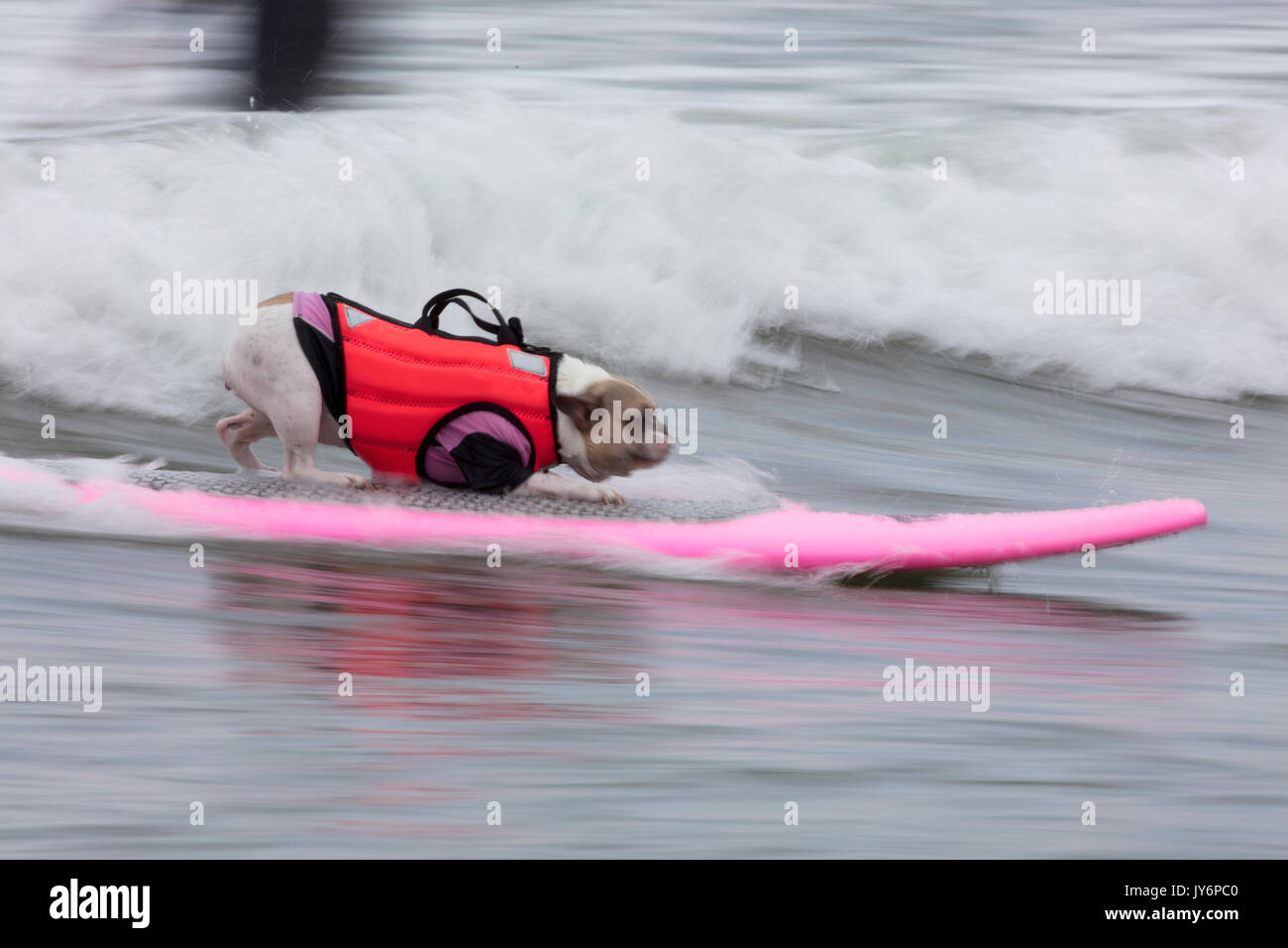 Hunde konkurrieren in der Welt Hund Surfen Meisterschaften in Pacifica, Kalifornien im Jahr 2017 Stockfoto