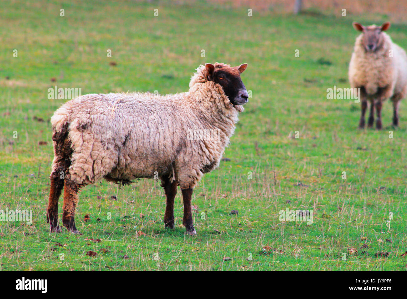 Chubby Schafe mit Blick auf die Kamera in der Britischen Landschaft, England UK. Stockfoto