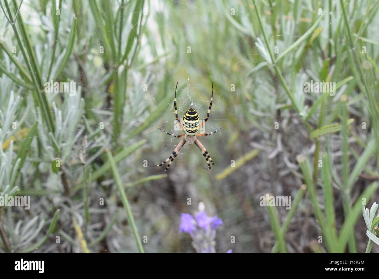 Gelb und Schwarz Wasp spider Argiope Bruennichi Stockfoto
