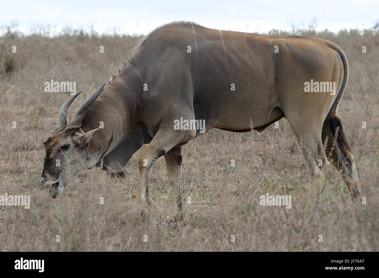 Ein Bee-eater afg ein Schmetterling durch seine Antenne Stockfoto