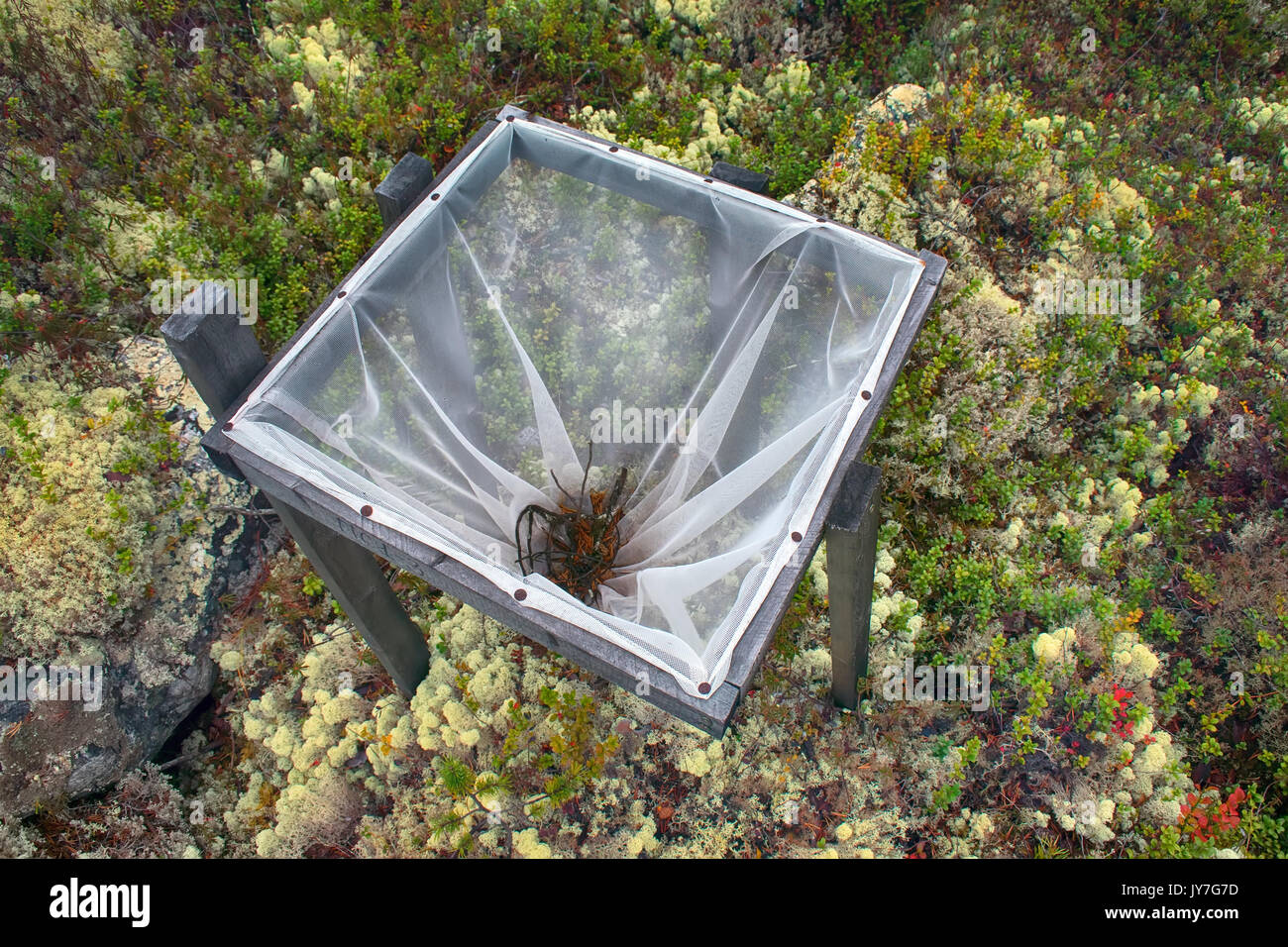 Wissenschaft, Ökologie, Waldökologie und Forstwirtschaft. Wald Blatt wurf wurf Produktion Preise - main-Methode der Forschung Ökosystem Wald. Nadelholz fr Stockfoto