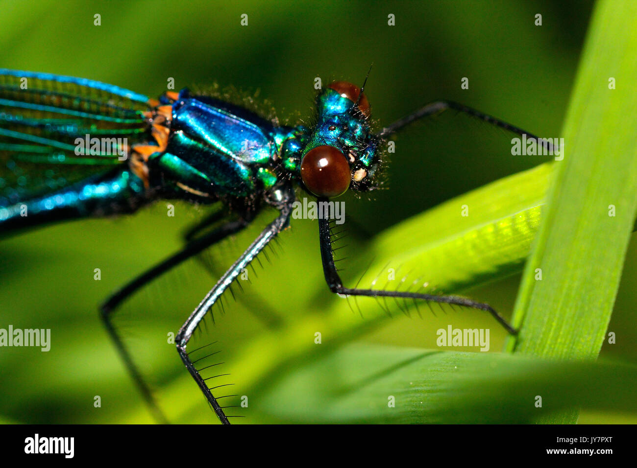 Die schöne Demoiselle (Calopteryx Virgo) auf die Vegetation Stockfoto