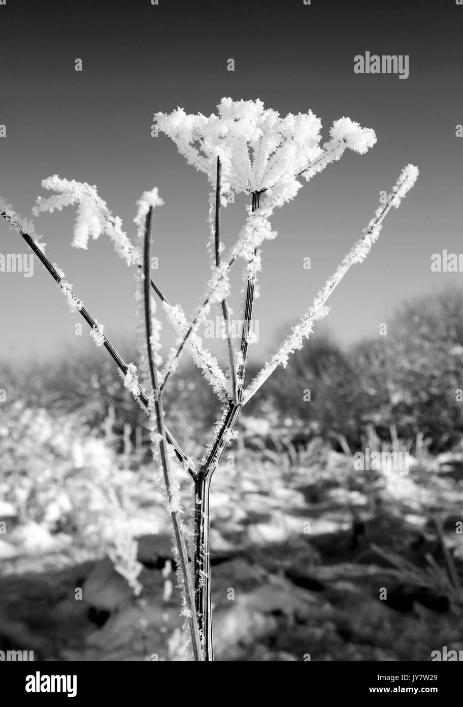 Verschneite Landschaft von boothstown Stockfoto