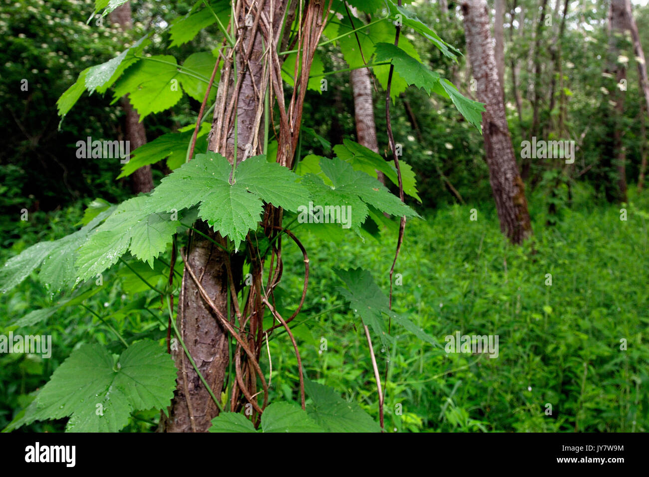 Die gewöhnliche Hopfenrebe im Weidenwald Stockfoto