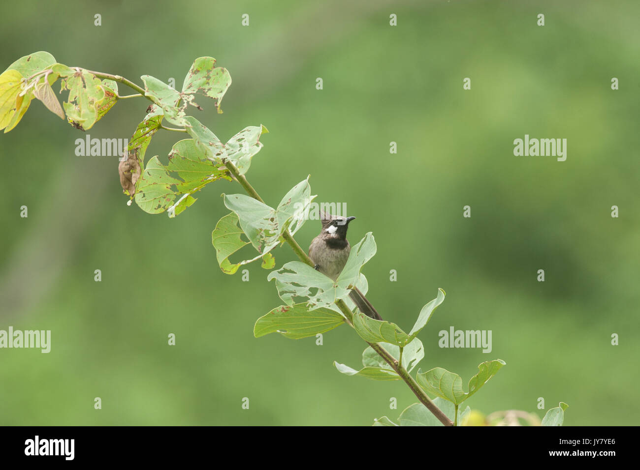 Himalayan Bulbul in Kasauli Stockfoto