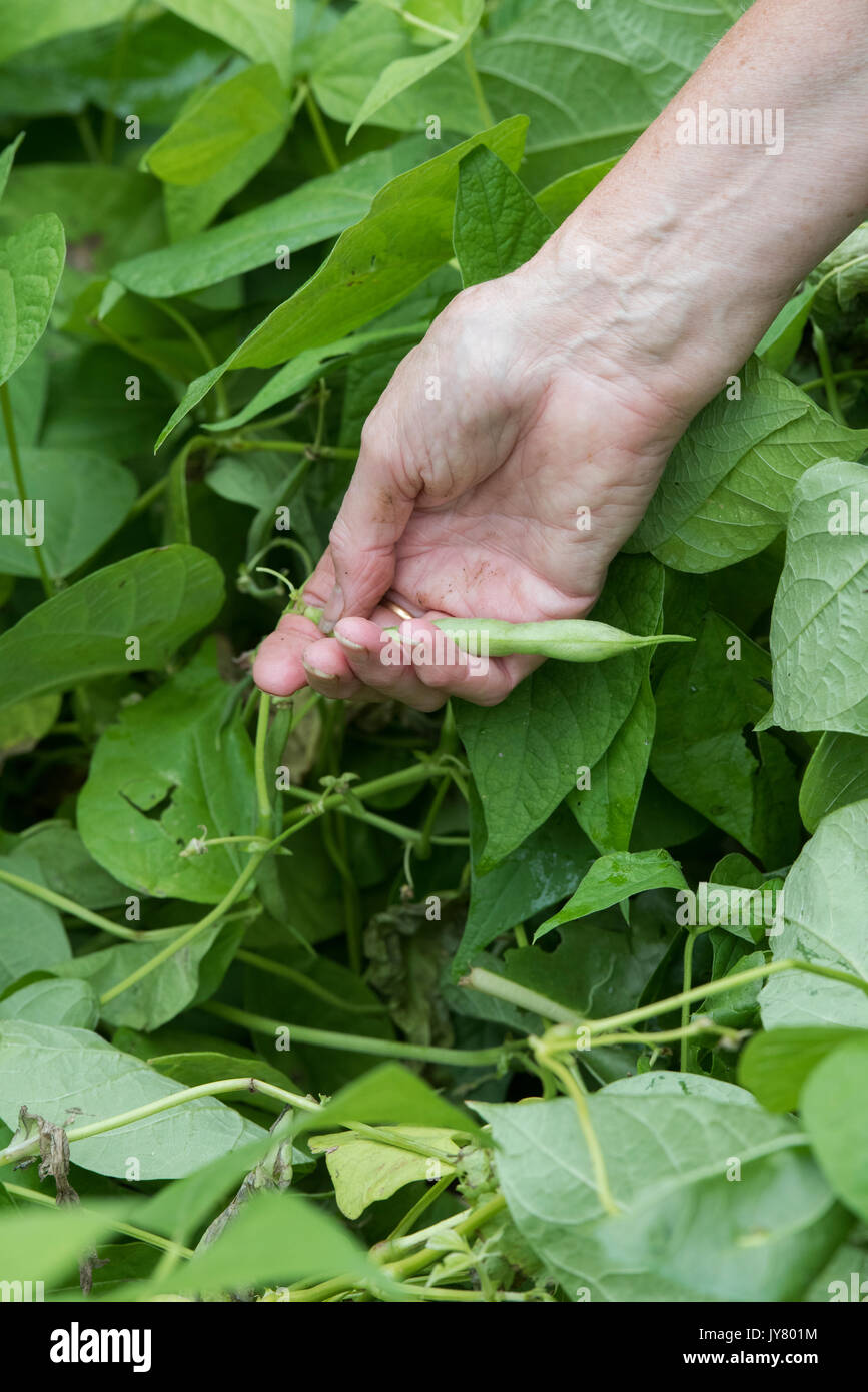Phaseolus vulgaris. Gärtner, der die Ernte Bohnen aus einem englischen Gemüsegarten im August. Großbritannien Stockfoto