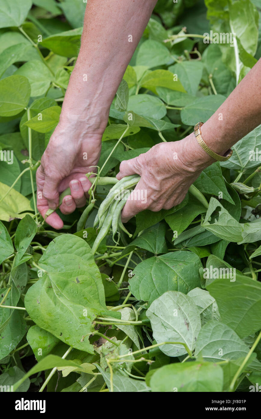 Phaseolus vulgaris. Gärtner, der die Ernte Bohnen aus einem englischen Gemüsegarten im August. Großbritannien Stockfoto