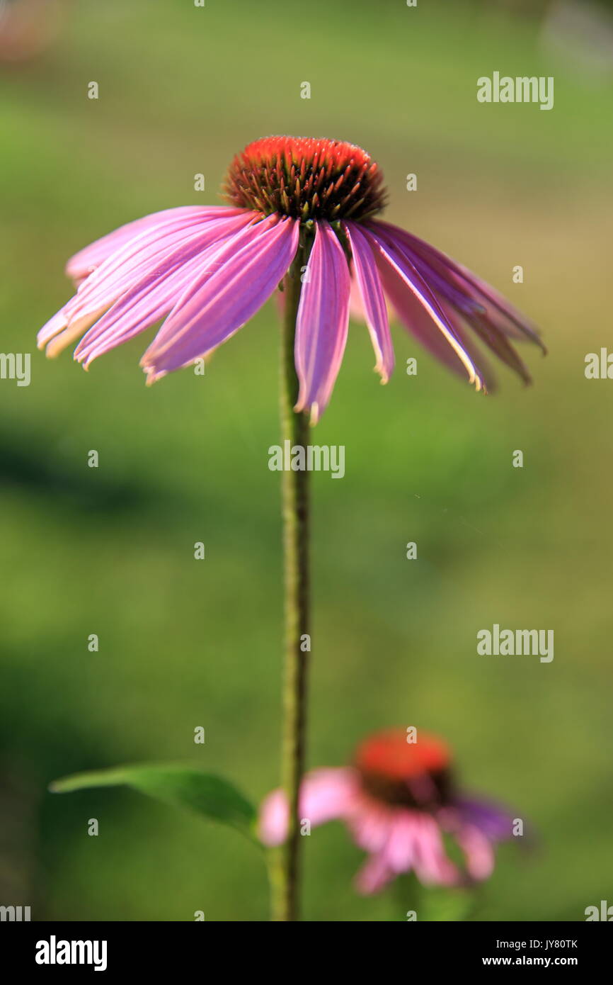 Echinacea purpurea, medizinische Pflanze auf grünem Hintergrund Stockfoto