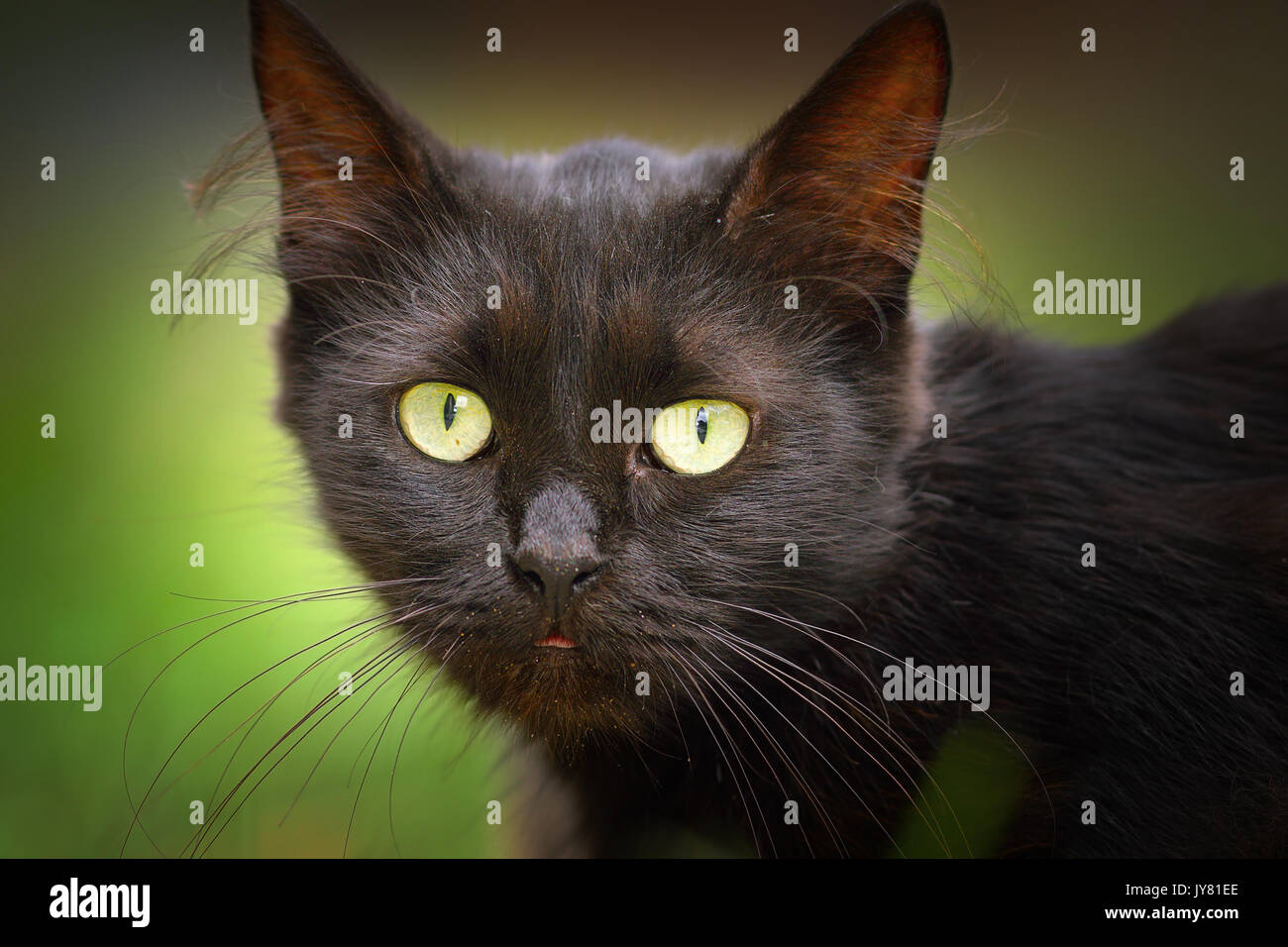 Süße schwarze Katze Gesicht, Portrait von Haustieren Stockfoto