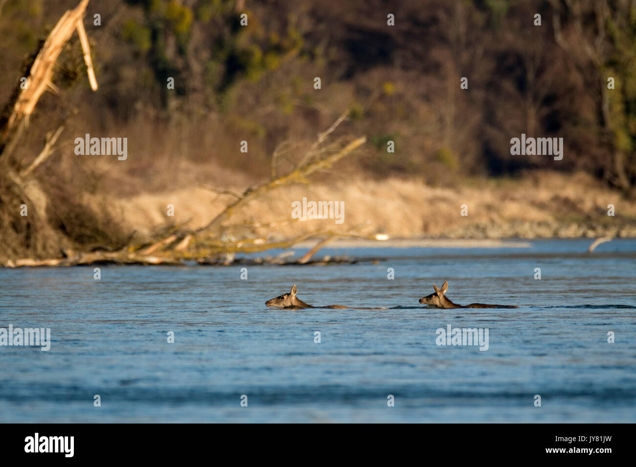 Fluss drava Fotos und Bildmaterial in hoher Auflösung Alamy