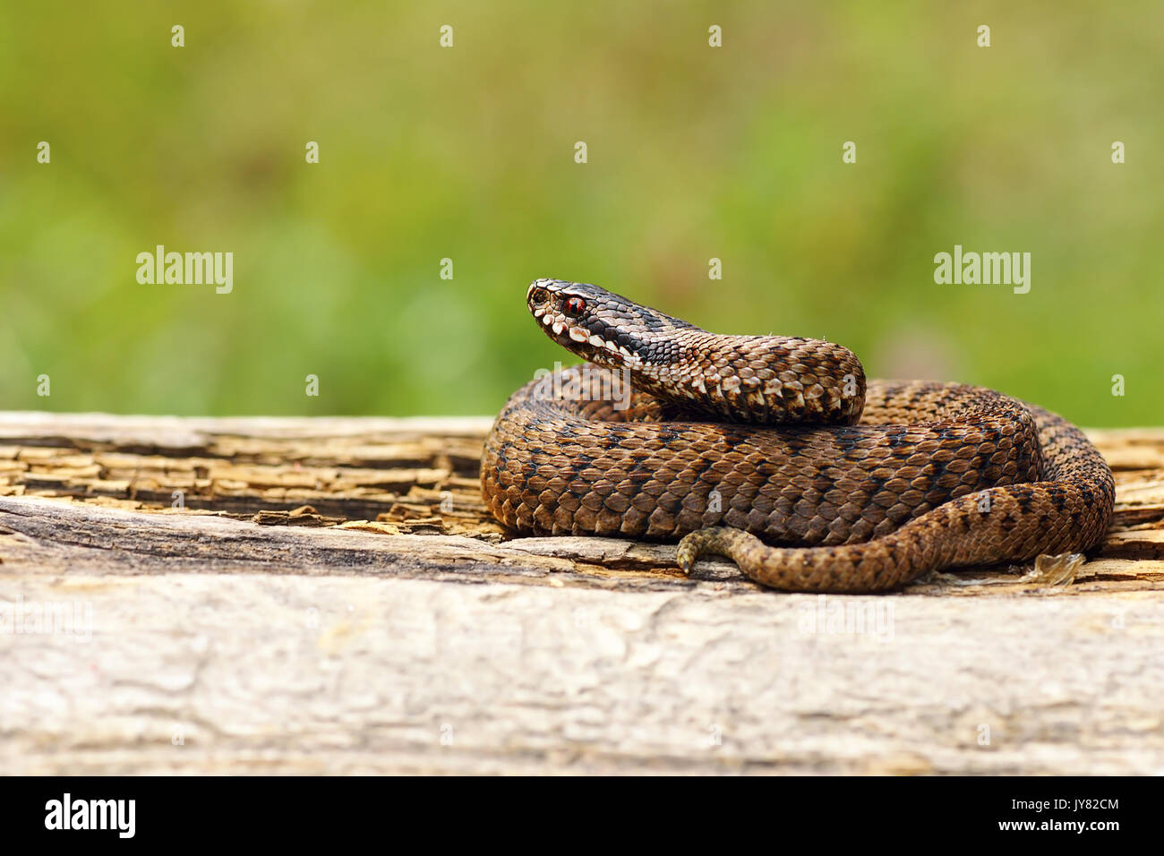 Juvenile Vipera berus Sonnenbaden auf Holzbrett (Die giftigen Gemeinsame gekreuzt europäischen Addierer) Stockfoto