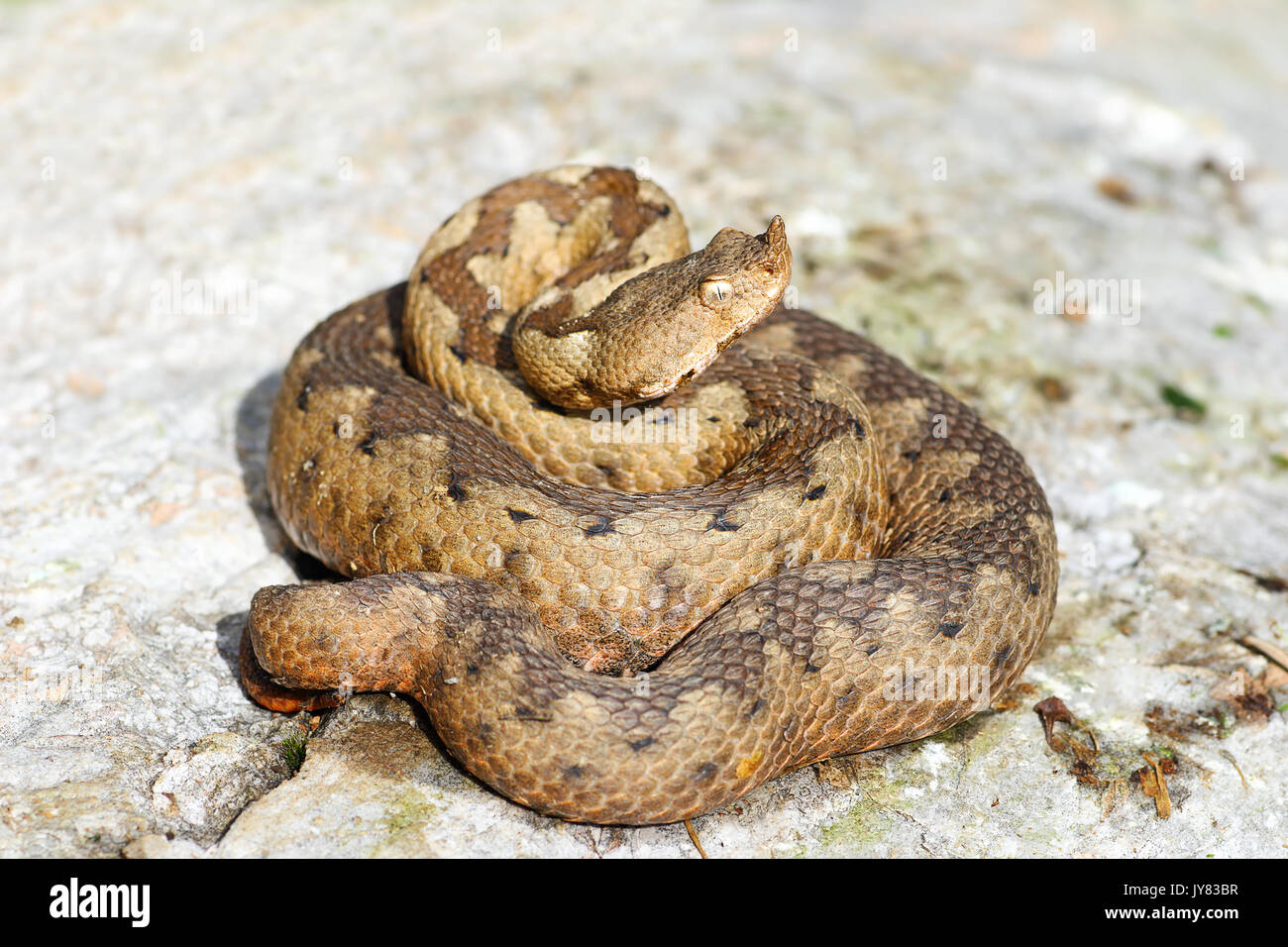 Frau wild Nase horned Adder auf Rock (Vipera ammodytes, eines der giftigsten Schlangen aus Europa) Stockfoto