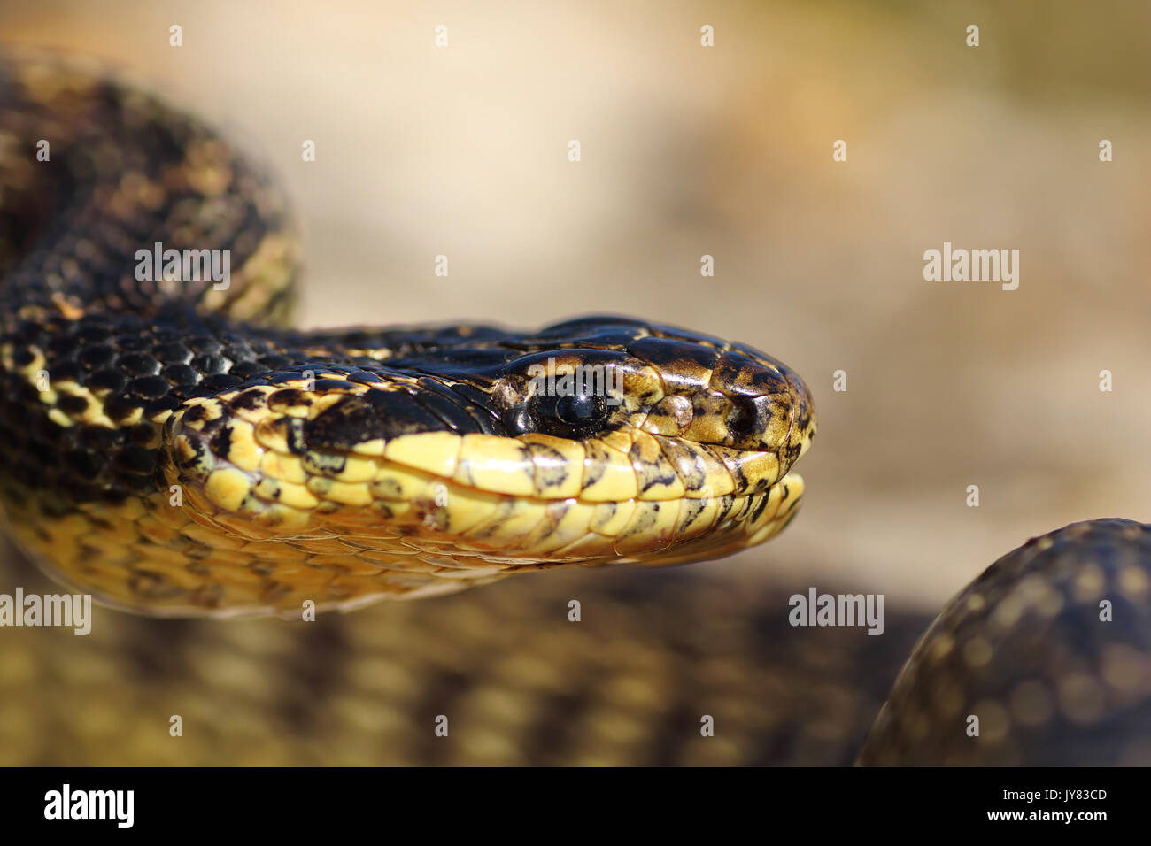 Porträt der schönen europäischen Schlange (gestromt Schlange, Elaphe sauromaten) Stockfoto