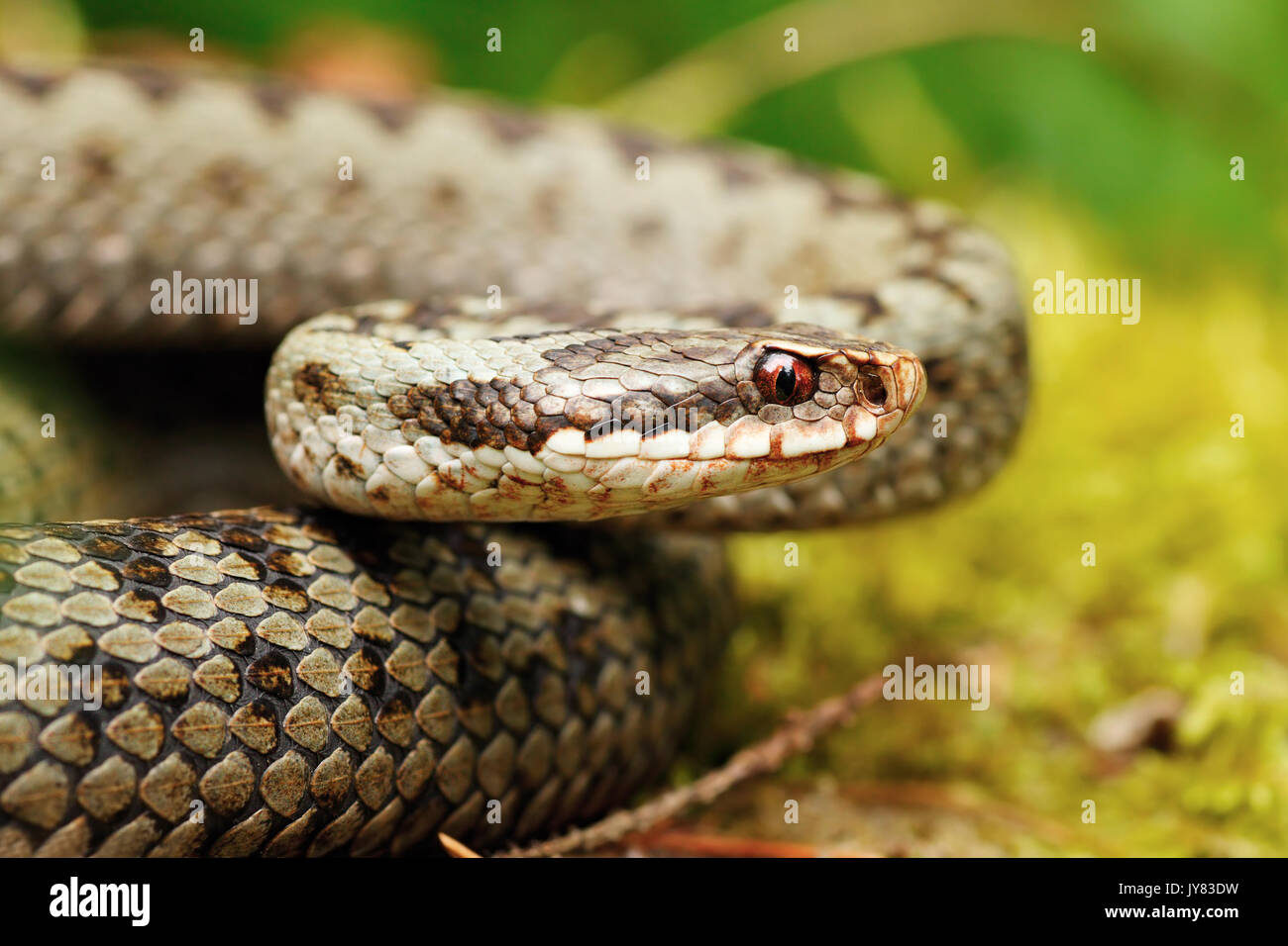 Portrait von schönen weiblichen Vipera berus, die gemeinsame europäische Addierer gekreuzt Stockfoto