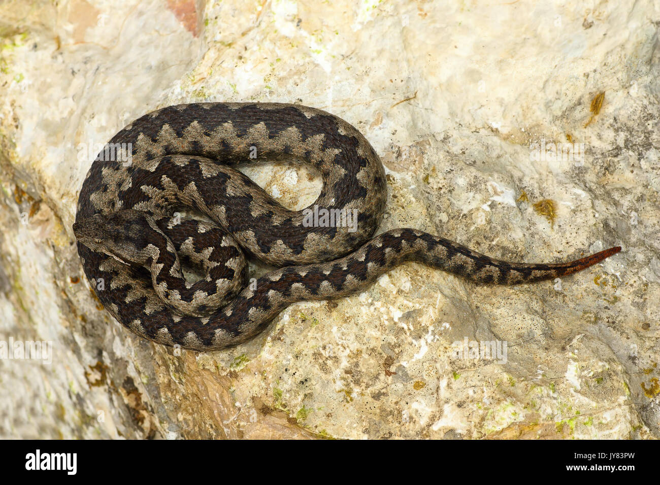 Giftige europäischen Schlange auf Stein (Vipera ammodytes oder die Nase viper Gehörnten, der gefährlichste Reptil aus Europa) Stockfoto