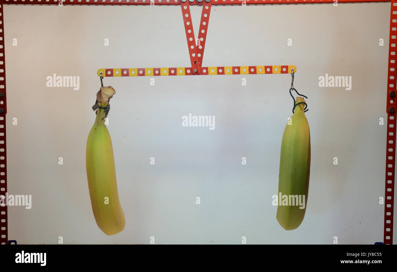 Balance zeigt das Prinzip der Hebel - mit Bananen! Hier gleich die Arme mit gleichen Lasten. Stockfoto
