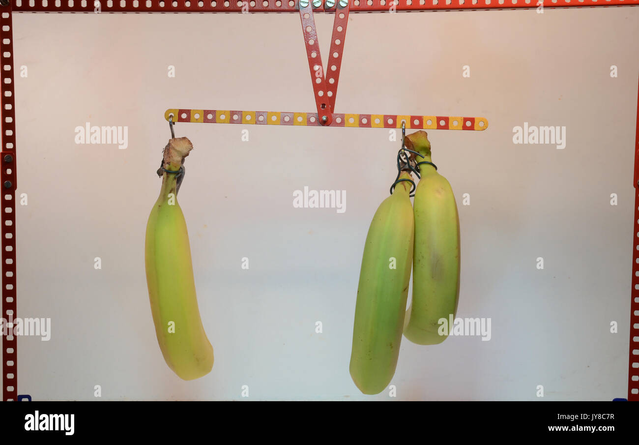 Balance zeigt das Prinzip der Hebel - mit Bananen! Dies ist auf der einen Seite die Hälfte arm Länge mit doppelter Belastung. Stockfoto
