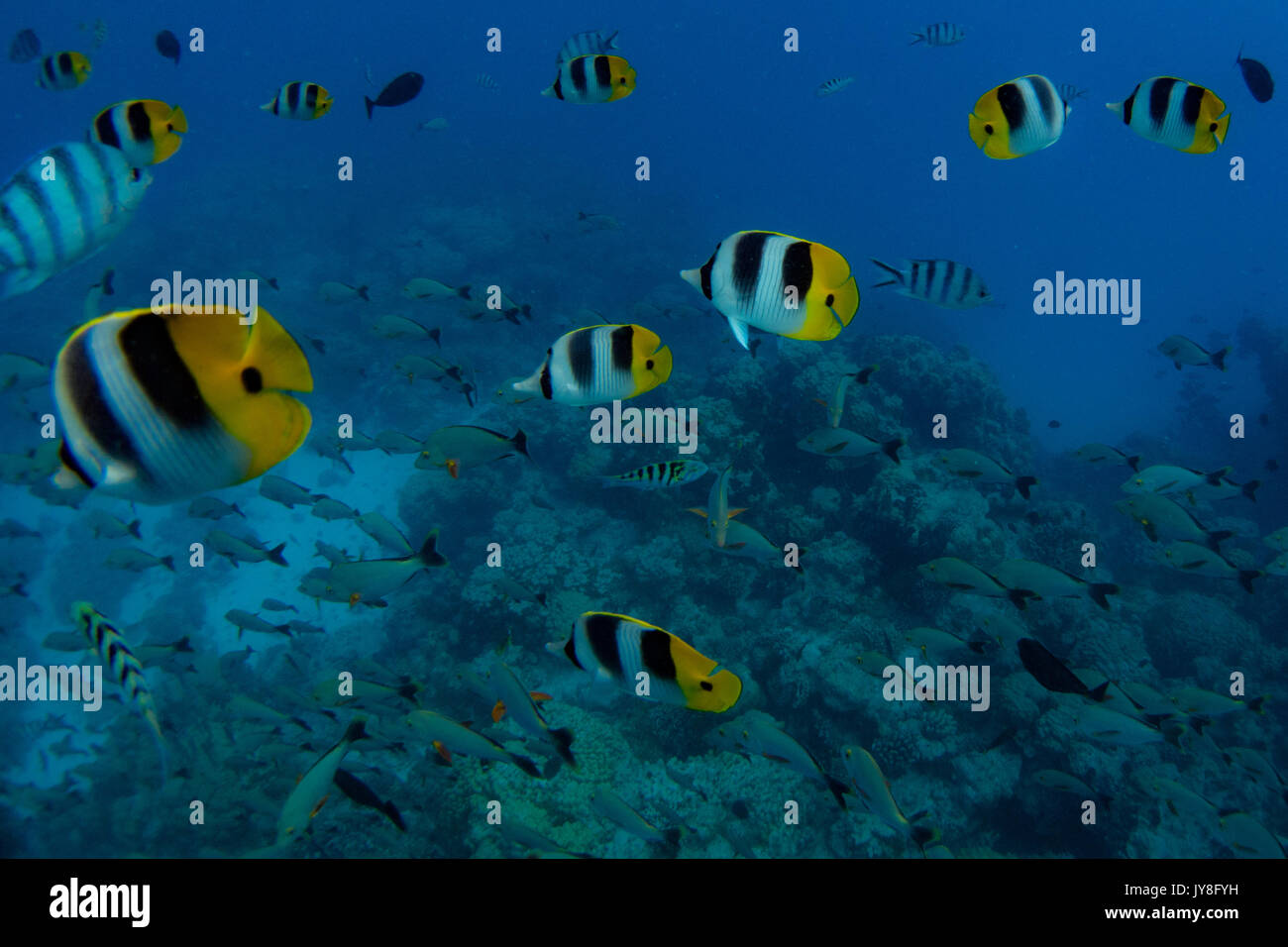 Pacific Doppel gesattelt Falterfische im Aquarium Schnorchel Website in Rangiroa, Französisch Polynesien Stockfoto