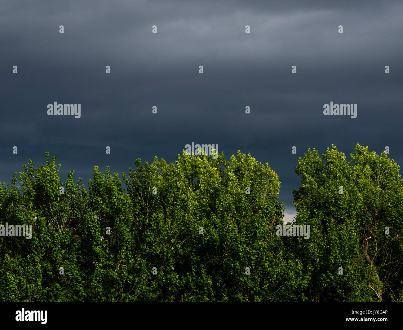 Kent, UK. Licht grüne Bäume unter dramatischen dunkelgraue Wolken. Stockfoto