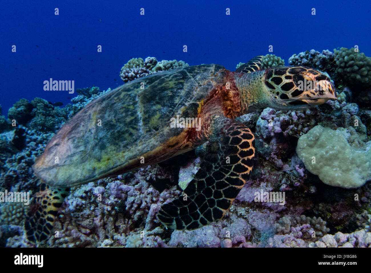 Neugierig Meeresschildkröte beim Tauchen die Riffe auf Rangiroa Atoll, Französisch Polynesien Stockfoto
