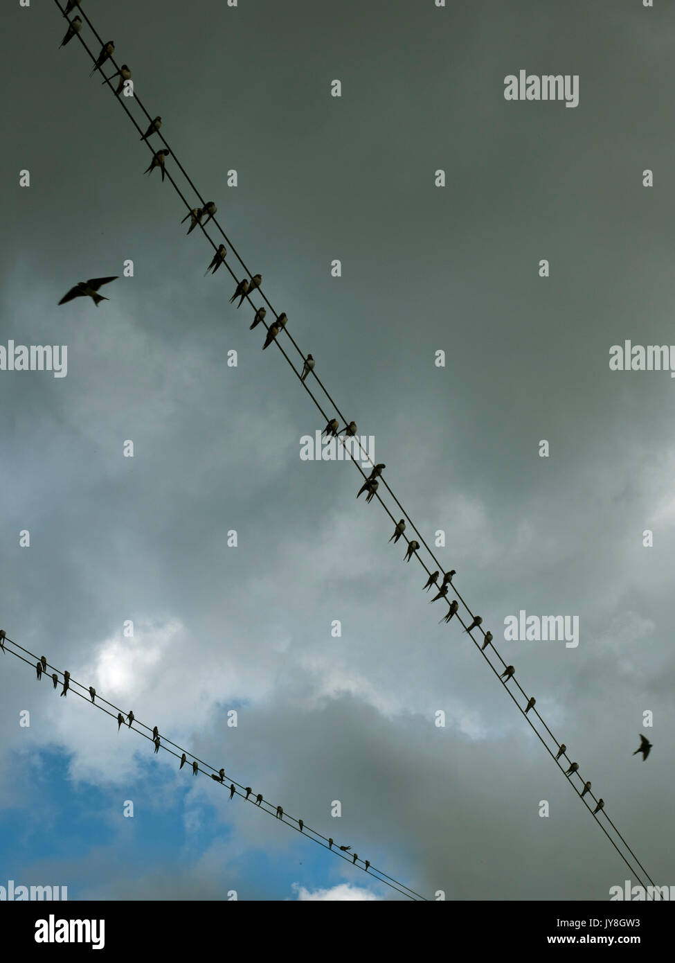 Schwalben Erwachsene und Jugendliche sammeln auf dem Telefon Kabel vor der Migration Stockfoto