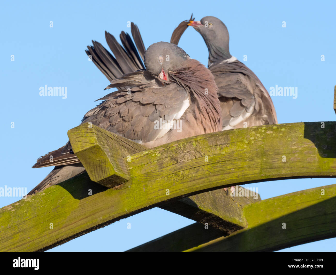 Holz Tauben Columba palumbus männlichen und weiblichen Umwerbung putzen Display Stockfoto