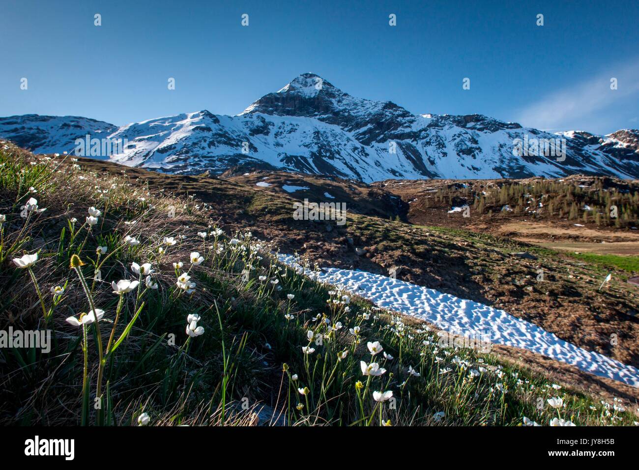 Frühjahr blühen in den Alpe Campagneda direkt vor dem Pizzo Scalino, Valmalenco, Valtellina, Italien Stockfoto