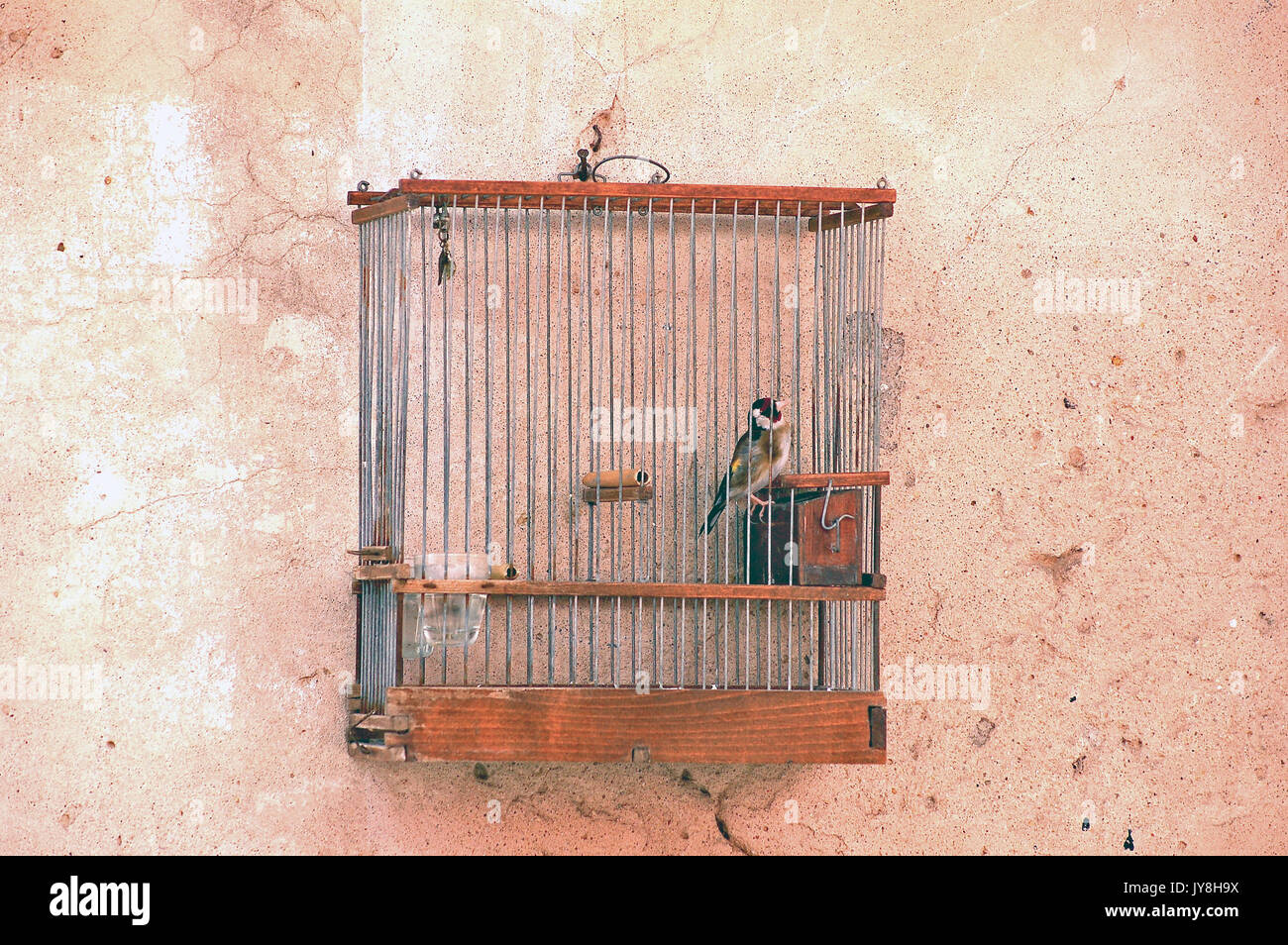 In der Vogel im Käfig Stockfoto