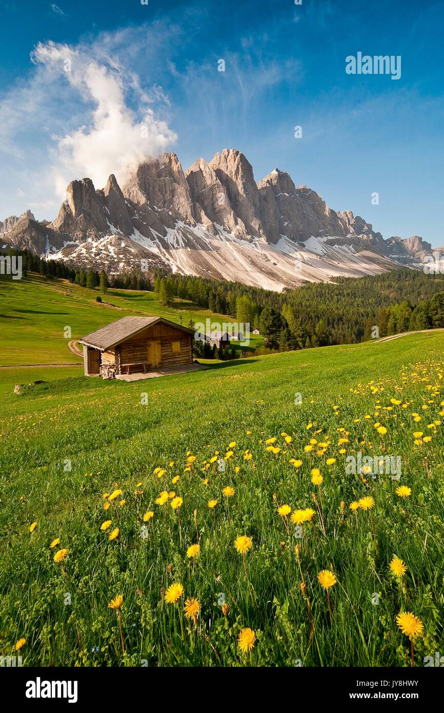 Blühende Löwenzahn bei Malga Caseril. Funes Tal. Südtirol Trentino Alto-Adige, Italien Europa Stockfoto