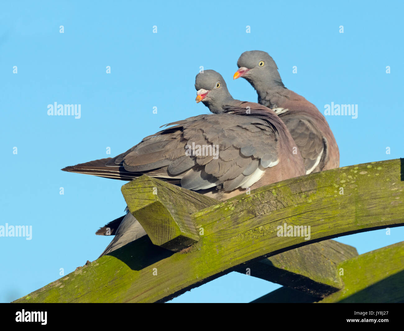 Holz Tauben Columba palumbus männlichen und weiblichen Umwerbung putzen Display Stockfoto