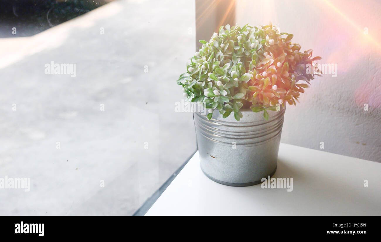 Kleine Baum im Topf. Dekorative Pflanze auf weißen Tisch mit Sonnenlicht und Straße, Hintergrund Stockfoto