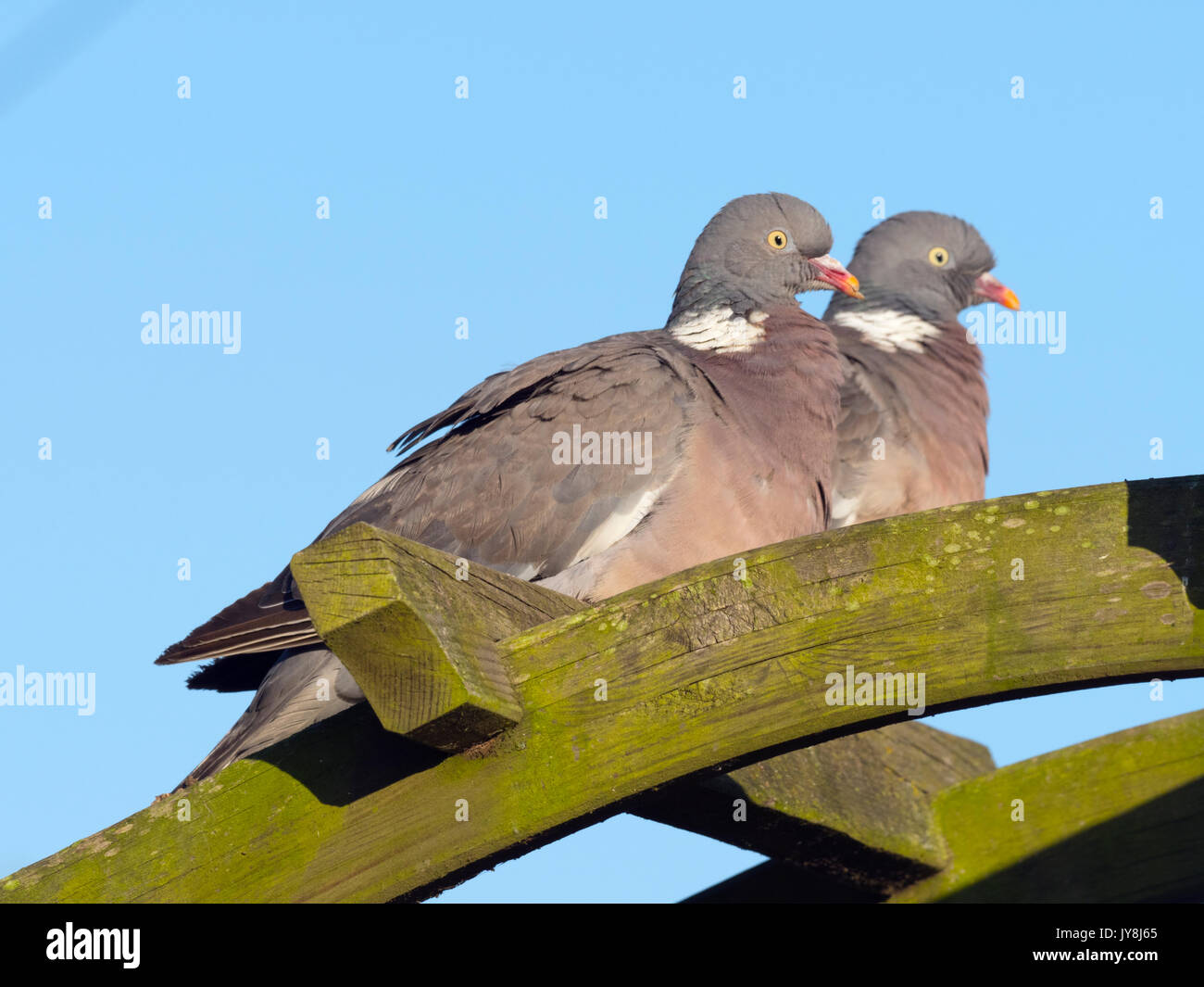 Holz Tauben Columba palumbus männlichen und weiblichen Umwerbung putzen Display Stockfoto