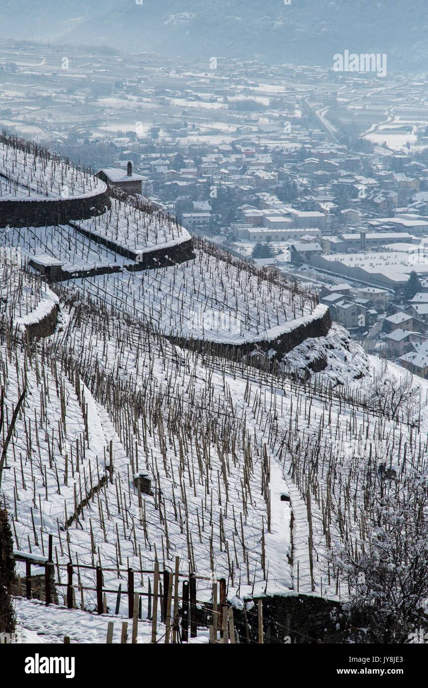 Blick auf die Weinberge im Veltlin im Winter. Valtellina, Lombardei, Italien Europa Stockfoto